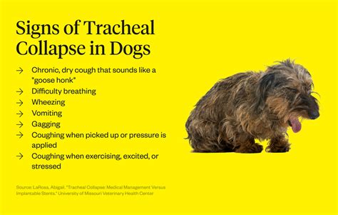 dog deepthroat|Collapsed Trachea in Dogs: Causes, Signs, and Treatment.